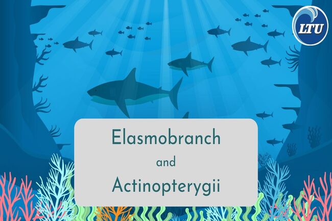 Comparison between Elasmobranch and Actinopterygii